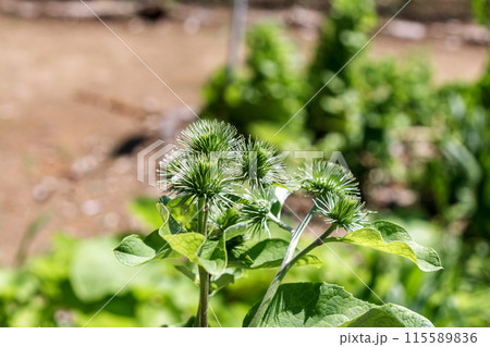 日本人だけが根を食べるゴボウの総苞【初期】 日本人だけが根を食べるゴボウの総苞【初期】 115589836