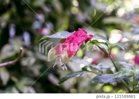 苞が小海老の尻尾に似ているコエビソウ【ベロペロネ】 苞が小海老の尻尾に似ているコエビソウ【ベロペロネ】 115589865