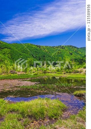 ミズガシワの花咲く初夏のオソメ池 乗鞍高原 ミズガシワの花咲く初夏のオソメ池 乗鞍高原 115589936