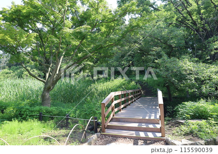 横浜 こども自然公園 （大池公園） 115590039