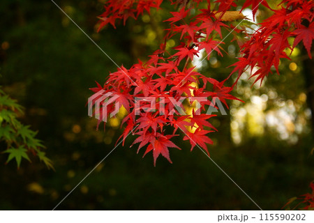 カラー　紅葉　植物　秋　公園　（2024年6月登録） 115590202