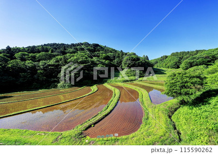 石畑の棚田 115590262