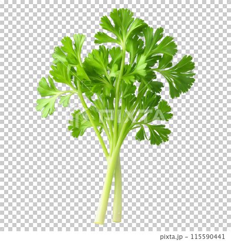 Parsley leaves twirling in a whirlwind of vibrant green Petroselinum crispum Food and Culinary concept 115590441