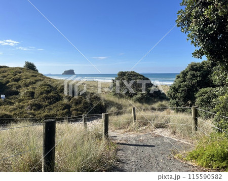 ニュージーランド北島・マウントマウンガヌイ 115590582