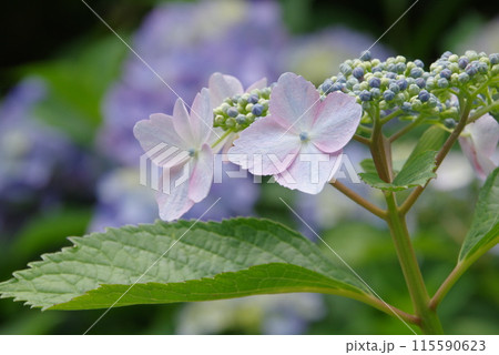 薄紫のアジサイ 薄紫のアジサイ 115590623