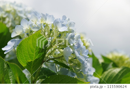 水色のアジサイ 水色のアジサイ 115590624
