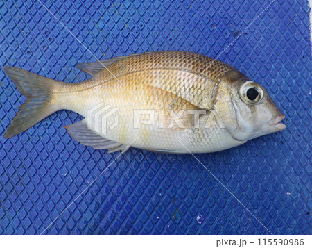 メイチダイが釣れました 115590986