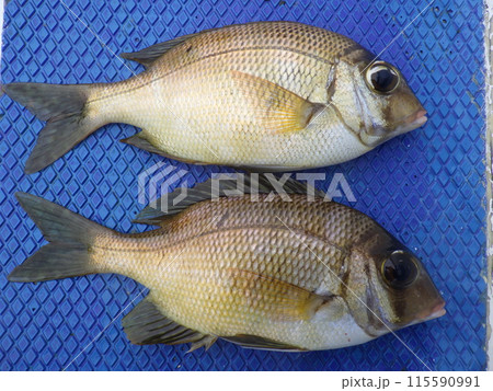 メイチダイが釣れました 115590991