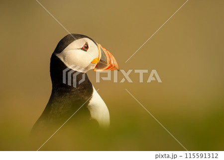 Portrait of Atlantic puffin on a coastal area of Scotland Portrait of Atlantic puffin on a coastal area of Scotland 115591312