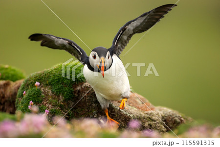 Portrait of Atlantic puffin on a coastal area of Scotland 115591315