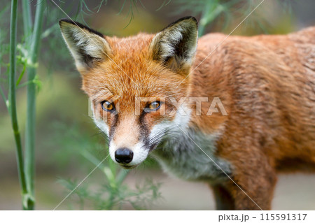 Portrait of a red fox cub in a meadow 115591317