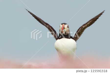 Atlantic puffin with sand eels in its beak on a coastal area of Scotland Atlantic puffin with sand eels in its beak on a coastal area of Scotland 115591318