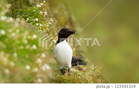 Portrait of a Razorbill nesting on a cliff Portrait of a Razorbill nesting on a cliff 115591319