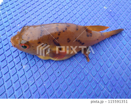 アカメフグが釣れました アカメフグが釣れました 115591351