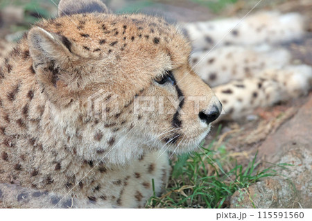 チーター 115591560