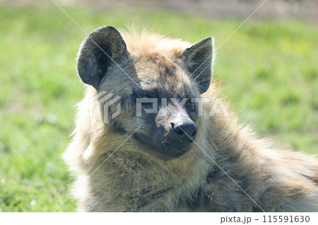 ブチハイエナ  115591630