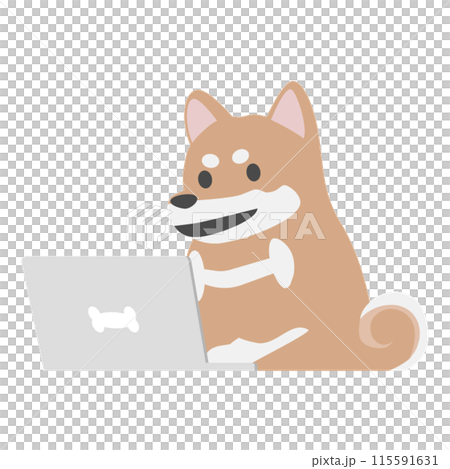 パソコンを使用する柴犬2 115591631