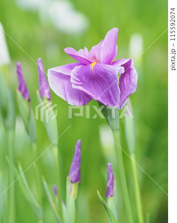 雨に濡れる花菖蒲 115592074