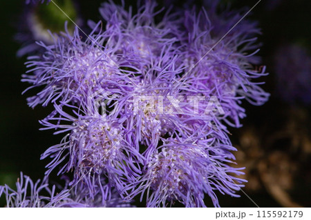 庭のアゲラタムの花 115592179