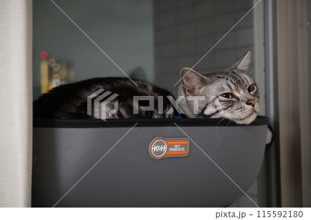 壁掛け猫ベットで休むねこ 115592180