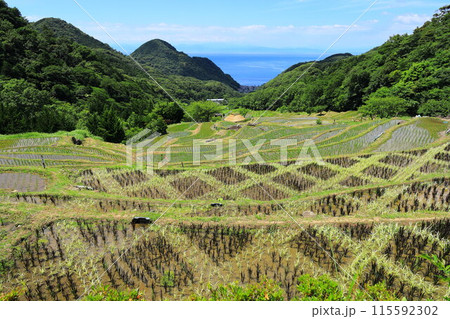伊豆・石部の棚田 115592302