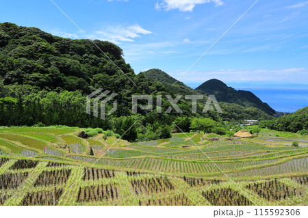 伊豆・石部の棚田 伊豆・石部の棚田 115592306