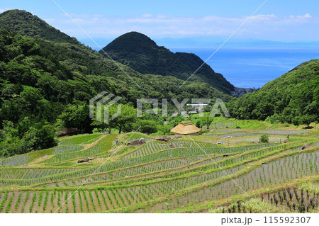 伊豆・石部の棚田 伊豆・石部の棚田 115592307