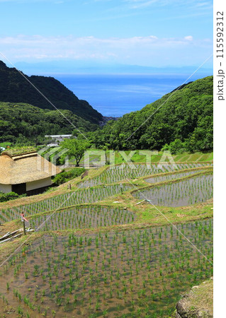 伊豆・石部の棚田 115592312