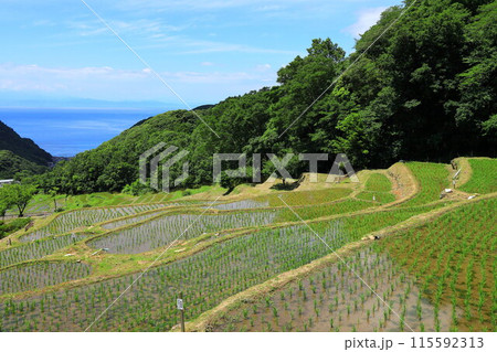 伊豆・石部の棚田 115592313