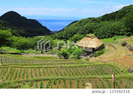 伊豆・石部の棚田 115592318
