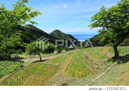 伊豆・石部の棚田 115592321