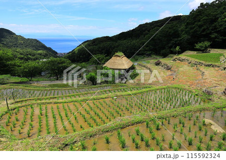 伊豆・石部の棚田 115592324