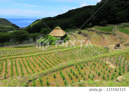 伊豆・石部の棚田 115592325