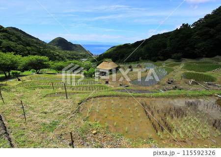 伊豆・石部の棚田 115592326