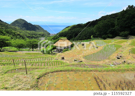 伊豆・石部の棚田 伊豆・石部の棚田 115592327