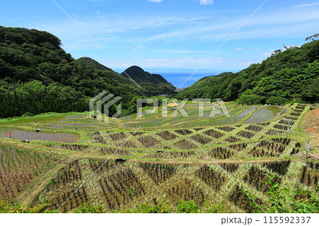 伊豆・石部の棚田 115592337