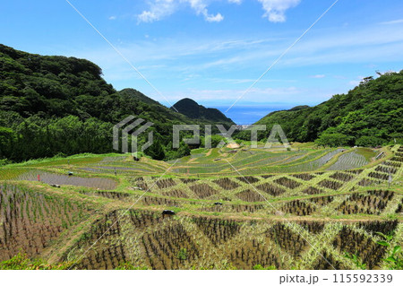 伊豆・石部の棚田 伊豆・石部の棚田 115592339