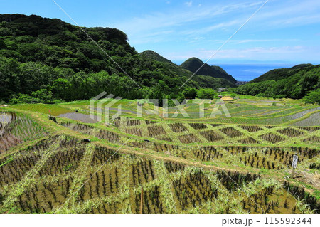 伊豆・石部の棚田 伊豆・石部の棚田 115592344