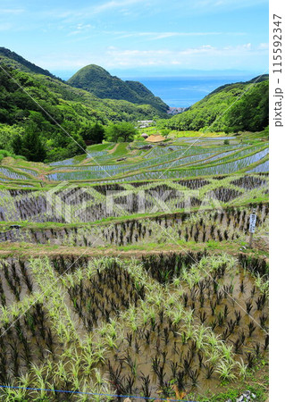 伊豆・石部の棚田 115592347