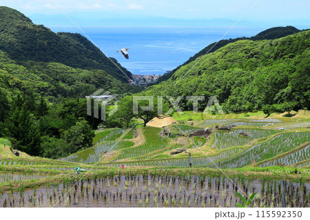 伊豆・石部の棚田 伊豆・石部の棚田 115592350