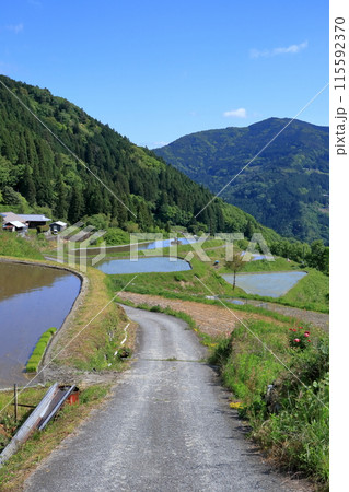 八畝の棚田へ向かう 初夏 (高知県 大豊町) 八畝の棚田へ向かう 初夏 (高知県 大豊町) 115592370