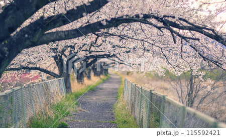 桜のトンネルを歩く 115592421