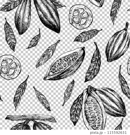 Seamless pattern with cocoa fruit graphic illustration, hand drawn sketch of vegetable, leaves, flowers. Botanical drawing of tropical fruit. Engraving for food packaging design Seamless pattern with cocoa fruit graphic illustration, hand drawn sketch of vegetable, leaves, flowers. Botanical drawing of tropical fruit. Engraving for food packaging design 115592631