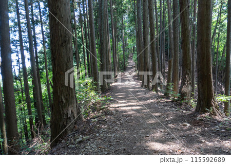 棒ノ折山から黒山、岩茸石山、惣岳山を経由した山道の景色 棒ノ折山から黒山、岩茸石山、惣岳山を経由した山道の景色 115592689