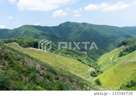 棒ノ折山から黒山、岩茸石山、惣岳山を経由した山道の景色 棒ノ折山から黒山、岩茸石山、惣岳山を経由した山道の景色 115592710
