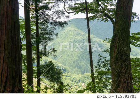 棒ノ折山から黒山、岩茸石山、惣岳山を経由した山道の景色 115592783
