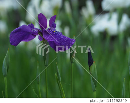 雨に濡れた菖蒲 115592849