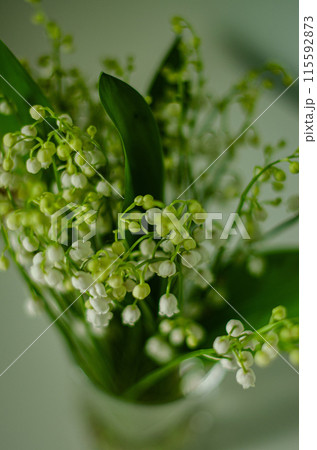 Lilly of valley flower with blurred background Lilly of valley flower with blurred background 115592873