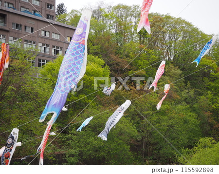 豊平川の上を泳ぐ鯉のぼり 豊平川の上を泳ぐ鯉のぼり 115592898