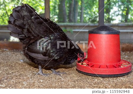 Australorp chicken pecks at a red feeder inside an outdoor enclosure.  115592948